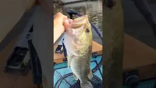 9lb bass on the doom #swimbait #swimbaitfishing #fishingvideo #fishingshorts #swimbaitunderground