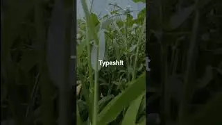 #emotapi