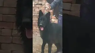 #longhairgermanshepherd #blackgermanshepherd #germanshepherdindia #shorts #viral #trending #doglover