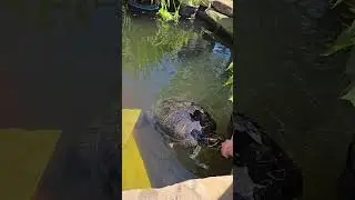 Trixie watching me feed the turtle watermelon.  #turtle #dog #mastiff #nature #watermelon #pond