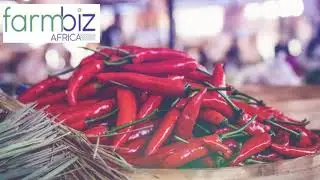 Kiboko farmer finds fortunes in Bird’s eye chilli,vows not to plant anything else.