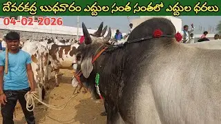 దేవరకద్ర బుధవారం సంతలో ఈ వారం సేద్యపు ఎద్దుల ధరలు | Devarakadra Bulls market in Telangana | 4-2-2026