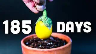 Growing Eggplant That Lays Golden Eggs (Time-Lapse)