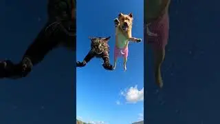 Cat and dog having fun in water park #funny #animallife #animalshorts #cute