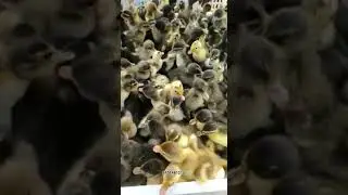 Local Duck farming Barpeta Assam contact nambar 9101481210