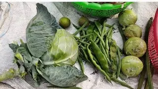 ଛାତ ବଗିଚାରୁ. ଆଜି ପରିବା ତେଳିବା//Vegetable's harvesting @Flower and vegetable garden.