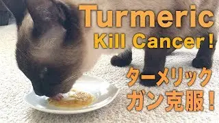 HOW TO MAKE TURMERIC TREAT FOR CAT CANCER +CBD OIL チュールとターメリック猫ガンに効くレシピ！[VLOG CANCER CAT]--007