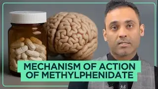 How Methylphenidate Modulates Dopamine and Noradrenaline in ADHD