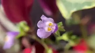 Mazus Aquarium Garden