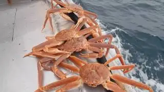 Краб стригун опилио. Как он выглядит ) Snow crab opilio crab. What does he look like