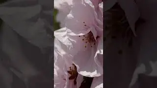 Sakura in Detail: A Breathtaking Macro View of Cherry Blossoms