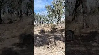 VANY &agrave; 6 mois dressage &agrave; l'arr&ecirc;t