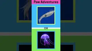 Let&rsquo;s play! Only Real Animal Fans Can Guess These Right!
