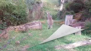 they don't like it -something not quite right- Tolmie Victoria Australia