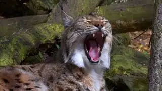 Unbelievable Footage of Wild Animals in Their Natural Habitat!