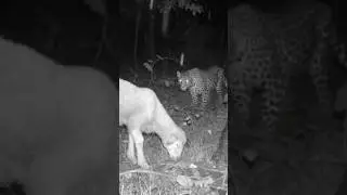 The Animal Kingdom's Most Unexpected Rescue Missions (experiment)