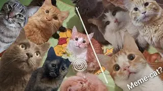 A House Full of Playful Cats 
