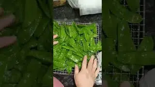Snow peas! #snowpeas #foodsaver #preserving #snowpeapreservation #blanching  #freshproduce  #food