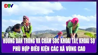 Hướng dẫn trồng v&agrave; chăm s&oacute;c khoai t&acirc;y, khoai sọ ph&ugrave; hợp điều kiện c&aacute;c x&atilde; v&ugrave;ng cao | Điện Bi&ecirc;n TV