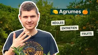 Comment ENTRETENIR les AGRUMES en pot ?