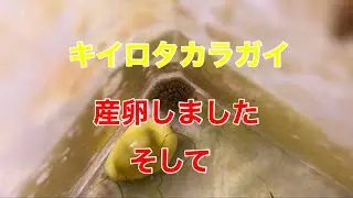 タカラガイが産卵しました