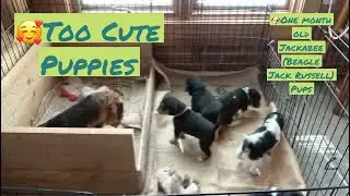 🐶One month old cute Jackabee (Beagle Jack Russell) puppies being puppies, barking, baying, crying