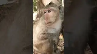 Wildlife monkeys in amber troop #animallife #monkey #cutebabies #babymonkey #wildlifeentertainment