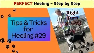 29 - Right Turn Slow Intro - Perfect Heeling Step By Step -- Training of a Competition Puppy