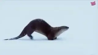 Funny Animal moving loop | #animals #thefunnydodo