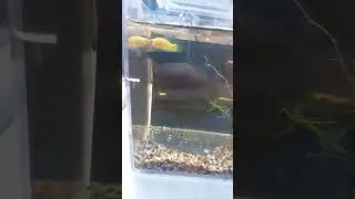 #globetta