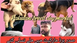 dog breeds of pakistan/#birds #breeding #ovebirds #pakbird #parrots#dogs#karachitv/
