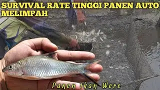 Coba Pelihara Ikan NIlem Were Ternyata Hasil Panen Melimpah