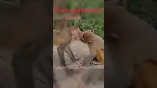 Funny monkey Kiss 💋💋 #shorts #youtubeshorts #shortvideo #subscribe