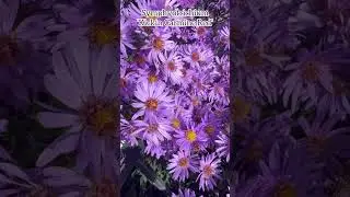 Symphyotrichium &lsquo;Kickin Carmine Red&lsquo; #aster #asteraceae #chrysanthemums #flowers #fleurs #perennial
