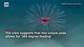 Psychedelic Jellyfish