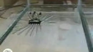 Robots that walk on water