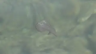 A la mer, gare aux méduses !