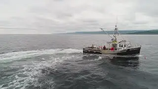 I mitilicoltori di La Spezia: il nostro granchio blu sono le orate. 
