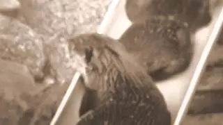 Hello from the Otter Slide