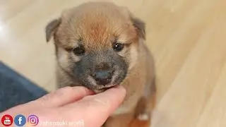 Эти выпученные глазки 👀