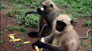 Feeding Banana To Wild Monkeys In A Rainy Day | #helpone #feedinganimal