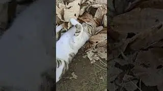 cat sleeping mode #cat #catsleeping #funny #cute #pets