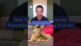 How To Tell If Your Dog Has Food Allergies According To A Vet 👀🐶 #shorts