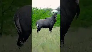 Nilgai 🦌🦌#nature #wildlife #bluebull #bluebuck #antelope #saveanimals #farmingworld #farming 🌿🌾