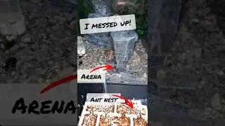Antkeeping - I made a mistake!