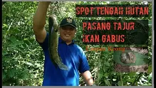 Pasang tajur ikan gabus umpan keong |Petualang Seru