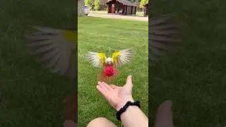 Fetch! #gcc #birds #conure #games #fetch #toocute #short #shorts #game #greencheekconure #greenbird