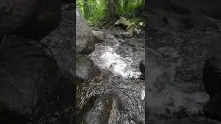 Calm Forest Stream 🌿 Gentle Water Flow for Relaxation #nature #calm #water #shorts
