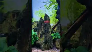The HIDDEN Ecosystem Inside Aquariums
