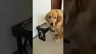 Dog punishment😂😂 #subscribe👍🏻 watch it #shorts  #viral  #trending